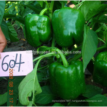 SP22 No.604 high quality f1 hybrid green bell pepper seeds for planting, capsicum seeds